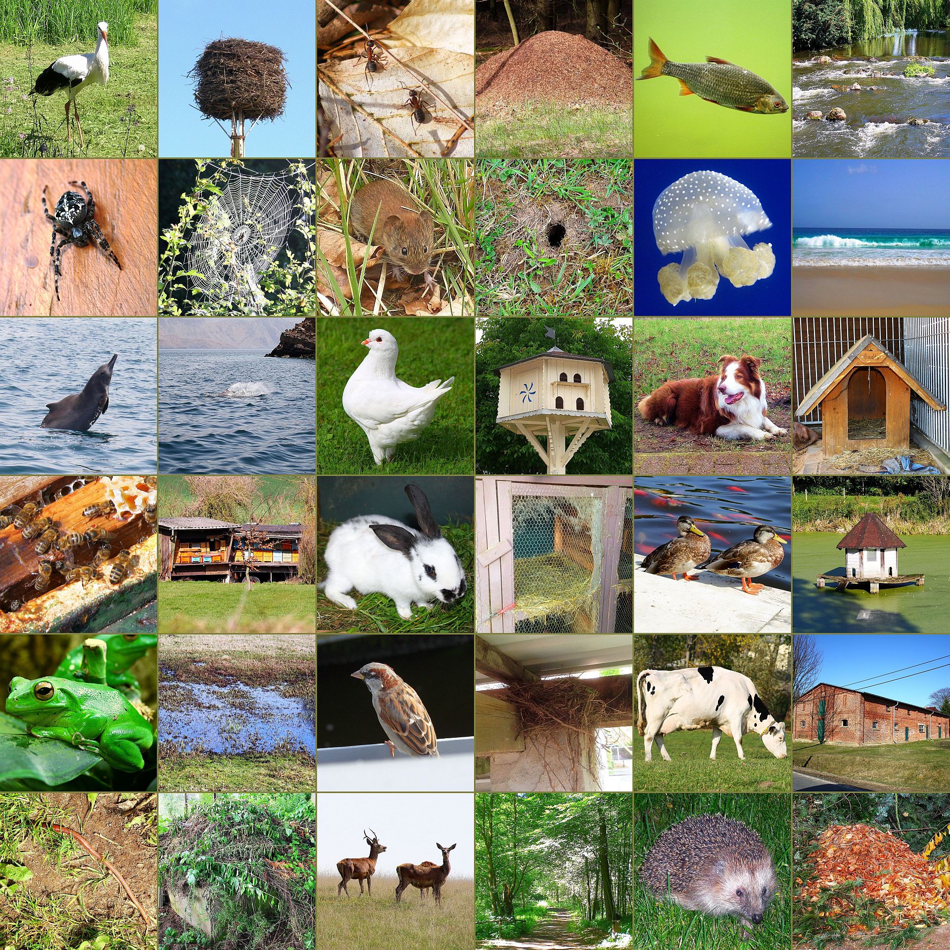 Associatie Memory - dieren - wie woont waar?
