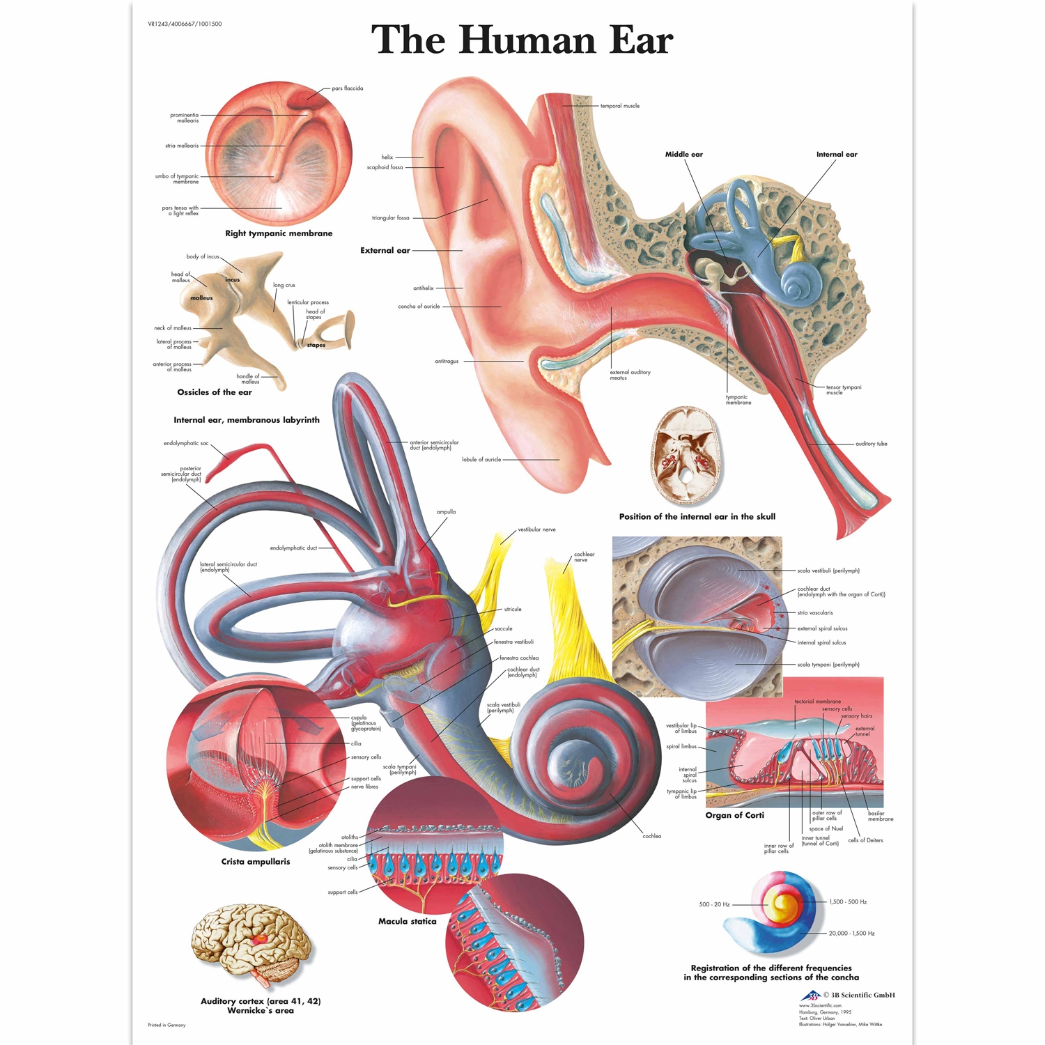 Wandplaat geplastificeerd Human Ear - 50 x 67 cm