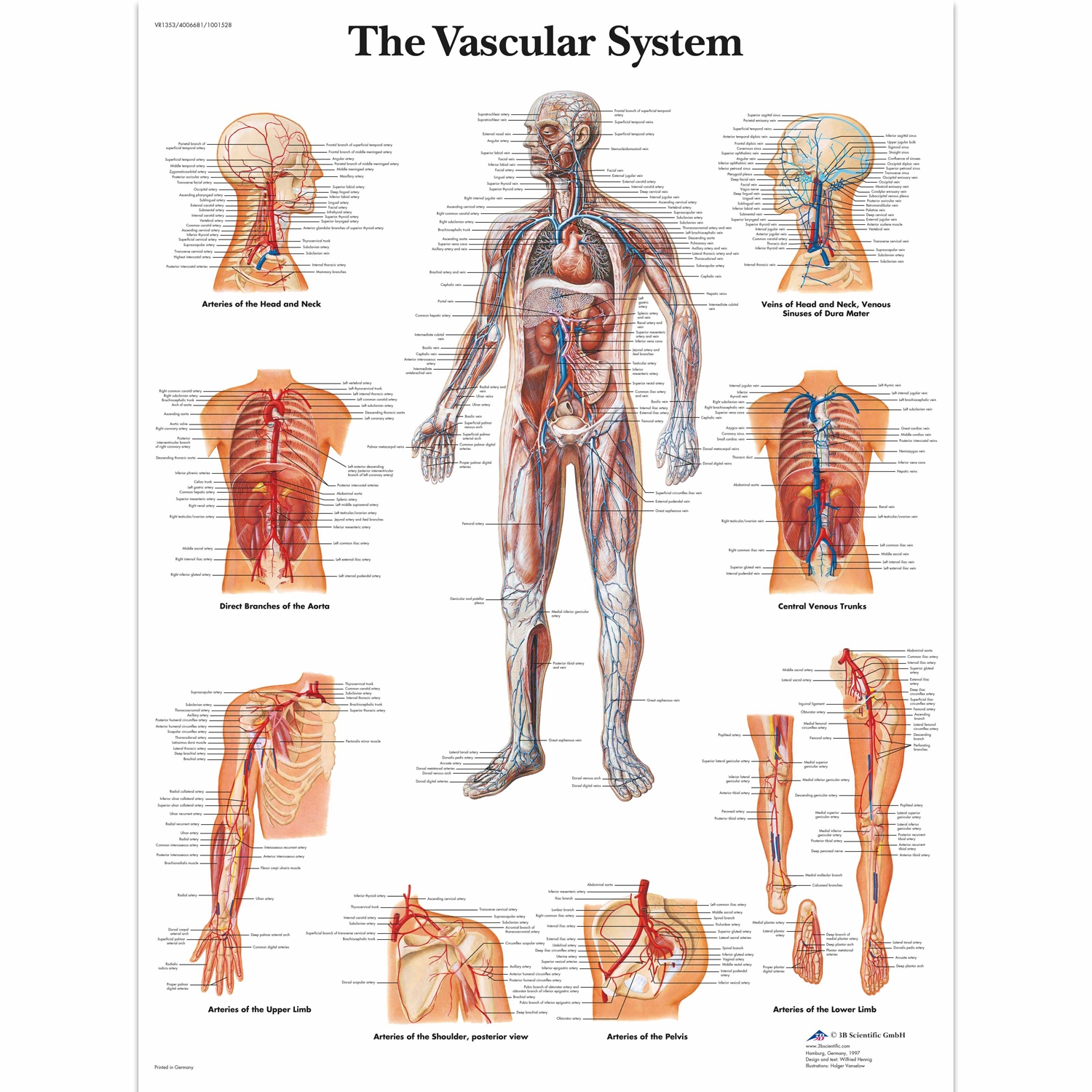Wandplaat geplastificeerd The Vascular System - 50 x 67 cm
