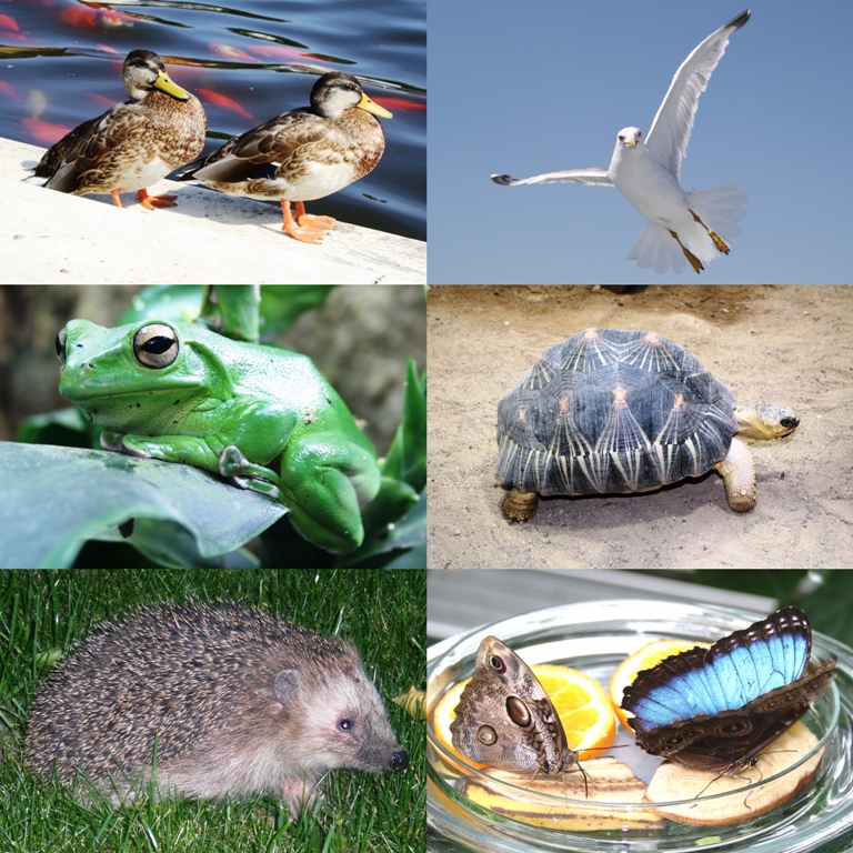 Houten puzzeldoos - dieren - 6 stukken