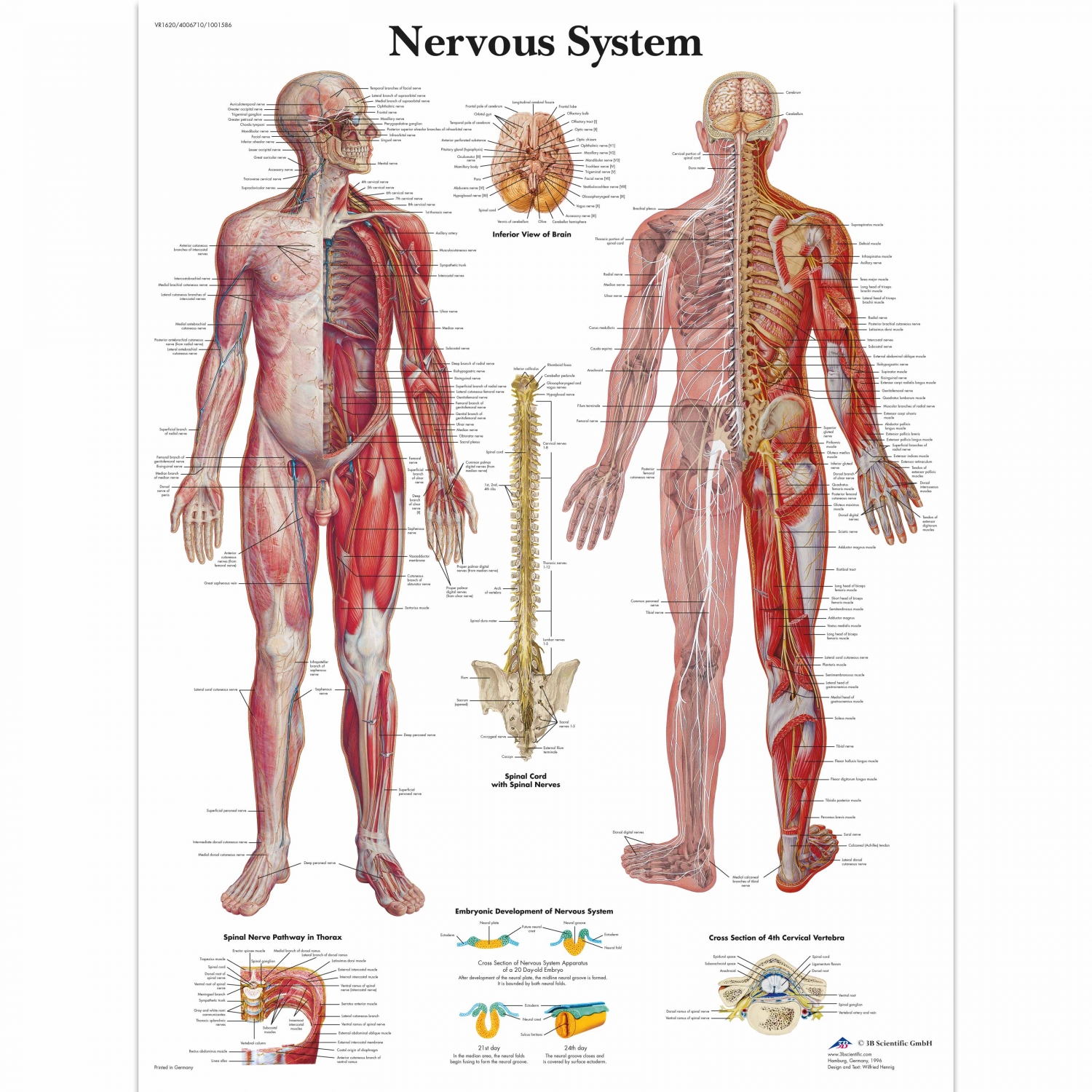 Wandplaat geplastificeerd Nervous System - 50 x 67 cm
